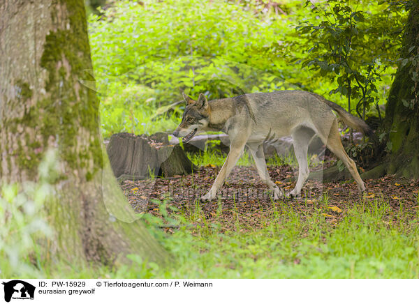 Eurasischer Grauwolf / eurasian greywolf / PW-15929