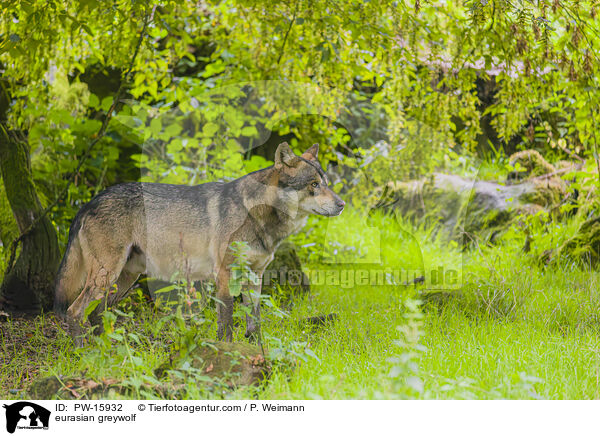 Eurasischer Grauwolf / eurasian greywolf / PW-15932
