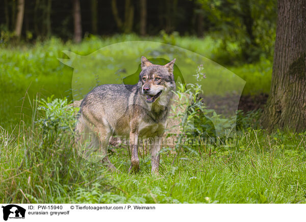 Eurasischer Grauwolf / eurasian greywolf / PW-15940