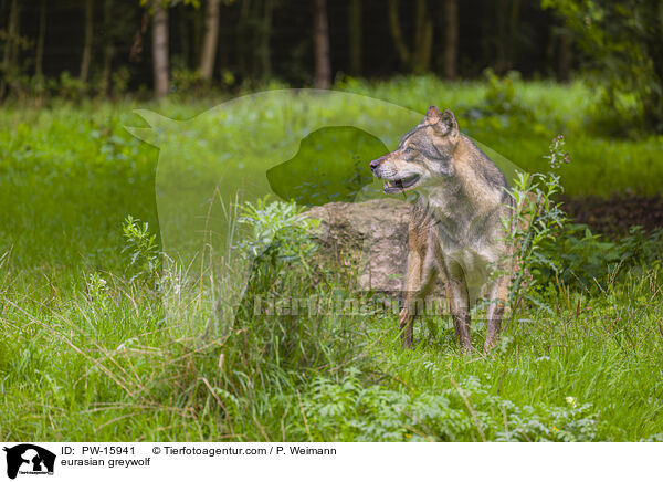 Eurasischer Grauwolf / eurasian greywolf / PW-15941