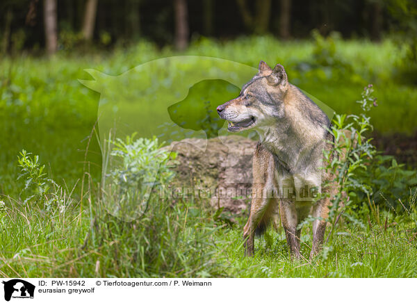Eurasischer Grauwolf / eurasian greywolf / PW-15942