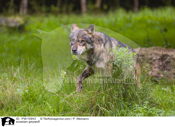 Eurasischer Grauwolf / eurasian greywolf / PW-15943