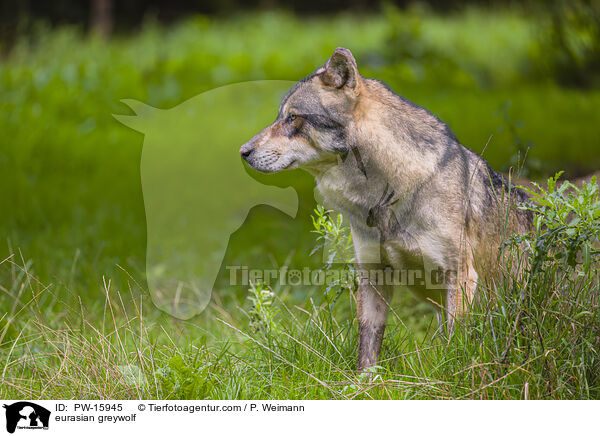 Eurasischer Grauwolf / eurasian greywolf / PW-15945