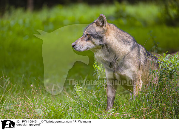 eurasian greywolf / PW-15945