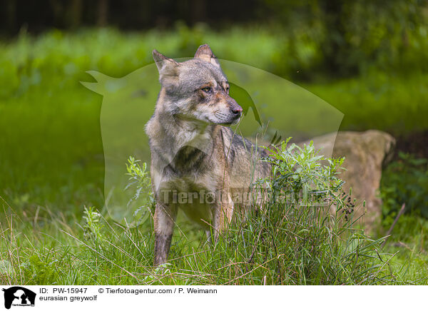 Eurasischer Grauwolf / eurasian greywolf / PW-15947