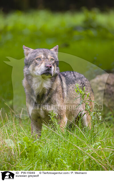 Eurasischer Grauwolf / eurasian greywolf / PW-15949