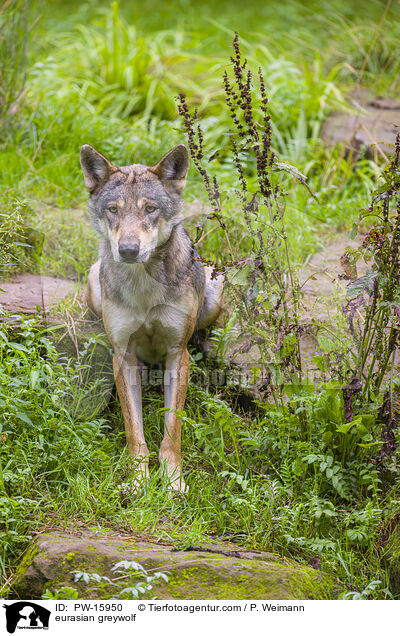 Eurasischer Grauwolf / eurasian greywolf / PW-15950