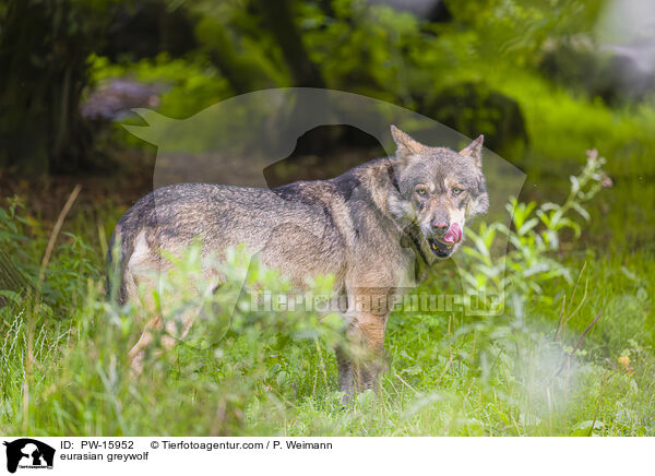 Eurasischer Grauwolf / eurasian greywolf / PW-15952