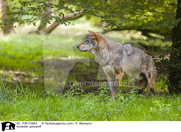 Eurasischer Grauwolf / eurasian greywolf / PW-15983