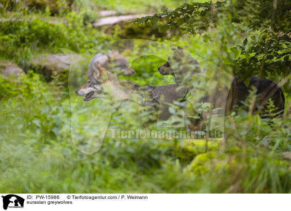 Eurasische Grauwlfe / eurasian greywolves / PW-15986