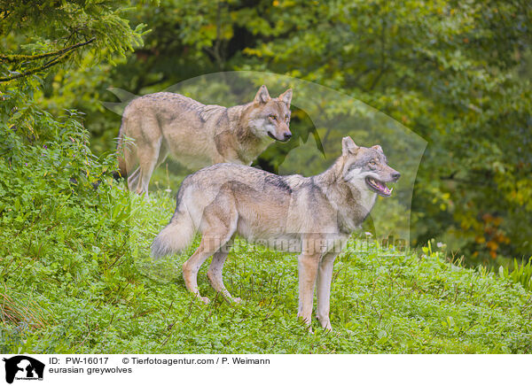 Eurasische Grauwlfe / eurasian greywolves / PW-16017