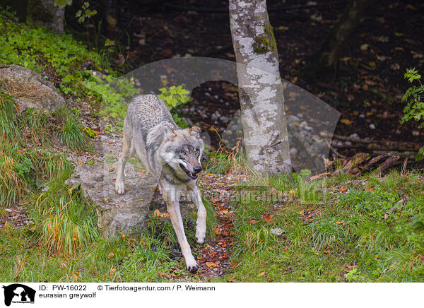 Eurasischer Grauwolf / eurasian greywolf / PW-16022