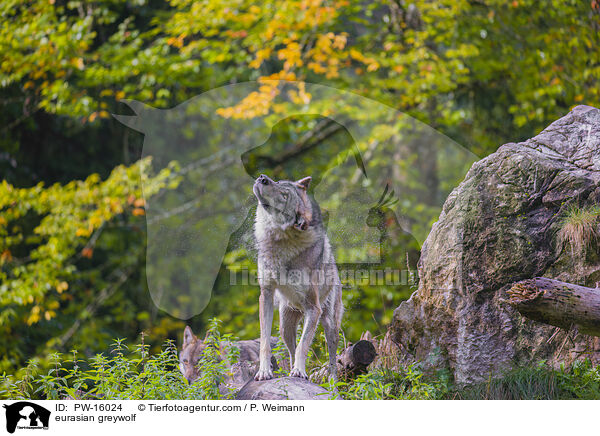 Eurasischer Grauwolf / eurasian greywolf / PW-16024
