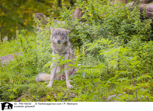 Eurasischer Grauwolf / eurasian greywolf / PW-16030