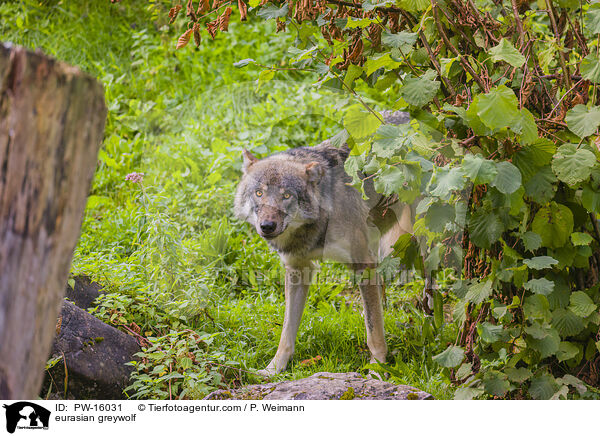 eurasian greywolf / PW-16031