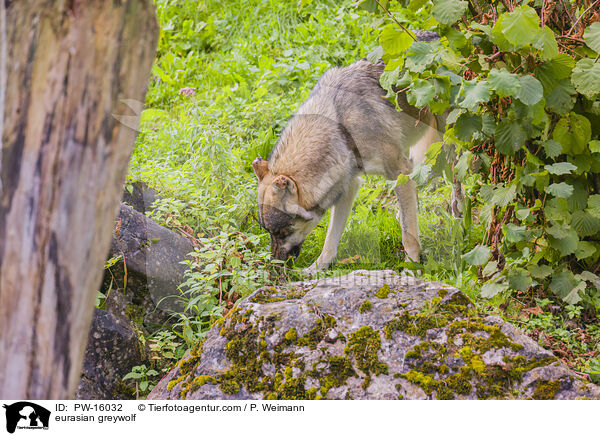 Eurasischer Grauwolf / eurasian greywolf / PW-16032