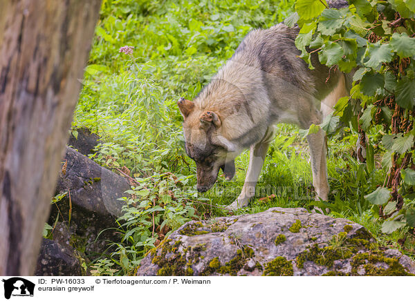 Eurasischer Grauwolf / eurasian greywolf / PW-16033