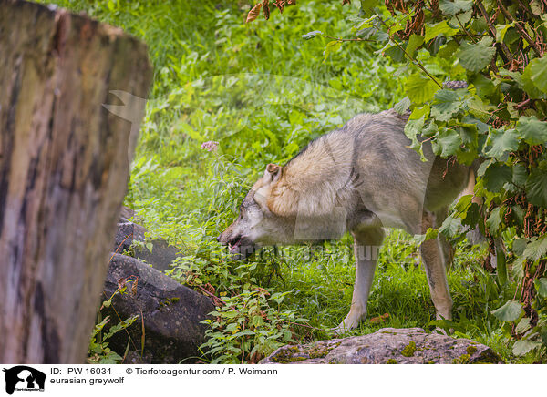 Eurasischer Grauwolf / eurasian greywolf / PW-16034