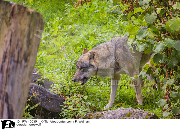 Eurasischer Grauwolf / eurasian greywolf / PW-16035