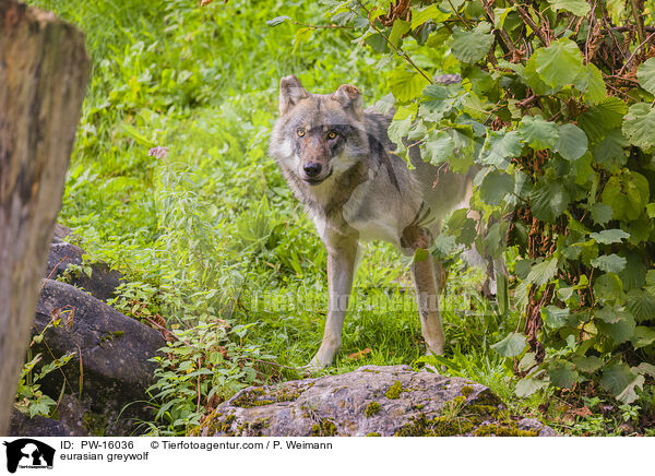 Eurasischer Grauwolf / eurasian greywolf / PW-16036