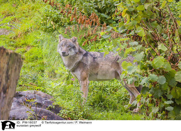 Eurasischer Grauwolf / eurasian greywolf / PW-16037