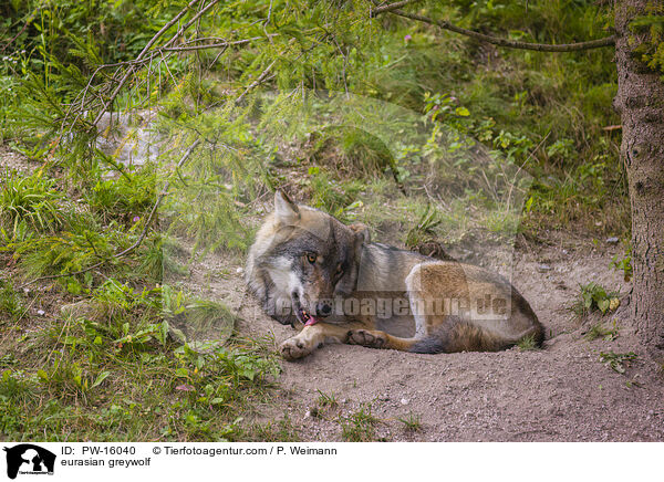 Eurasischer Grauwolf / eurasian greywolf / PW-16040