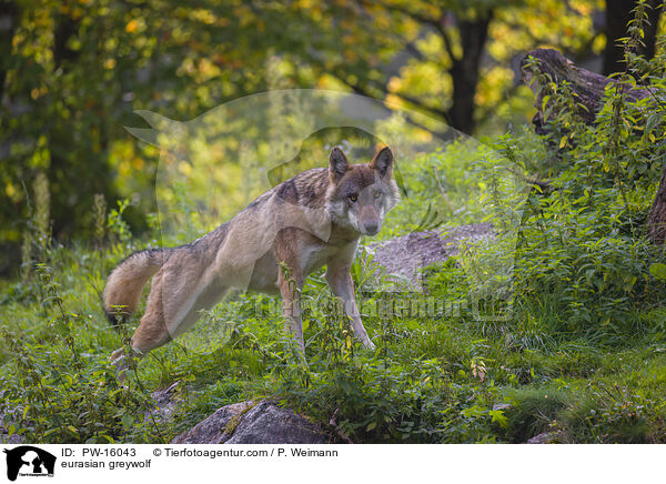 Eurasischer Grauwolf / eurasian greywolf / PW-16043
