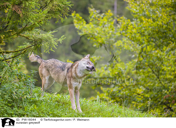 Eurasischer Grauwolf / eurasian greywolf / PW-16044