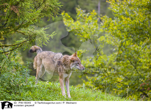Eurasischer Grauwolf / eurasian greywolf / PW-16045