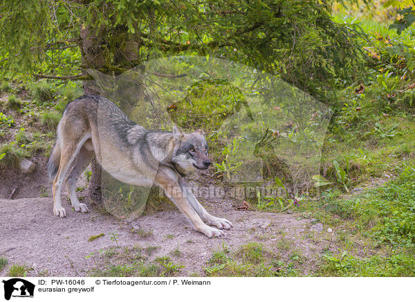 Eurasischer Grauwolf / eurasian greywolf / PW-16046