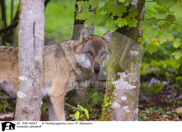 Eurasischer Grauwolf / eurasian greywolf / PW-16047