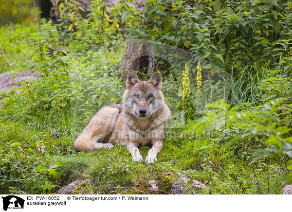 Eurasischer Grauwolf / eurasian greywolf / PW-16052