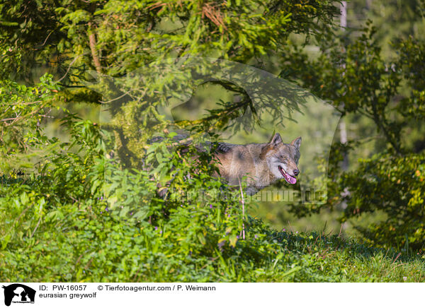 Eurasischer Grauwolf / eurasian greywolf / PW-16057