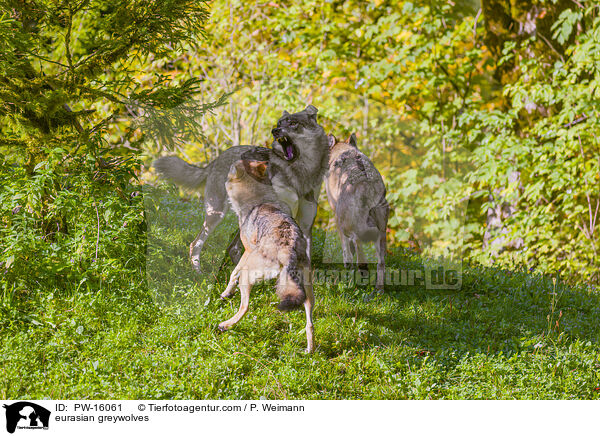 Eurasische Grauwlfe / eurasian greywolves / PW-16061