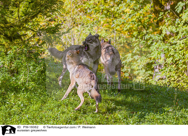 Eurasische Grauwlfe / eurasian greywolves / PW-16062