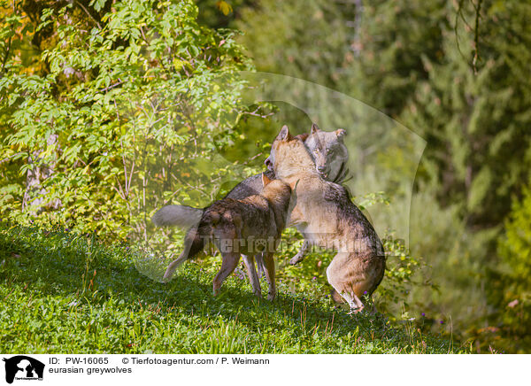 Eurasische Grauwlfe / eurasian greywolves / PW-16065