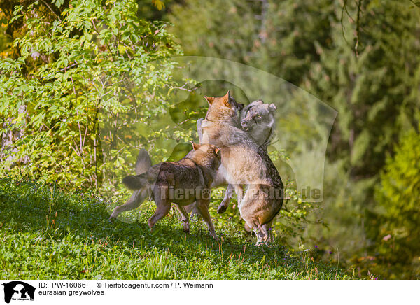 Eurasische Grauwlfe / eurasian greywolves / PW-16066