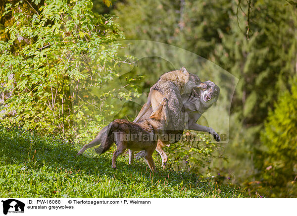 Eurasische Grauwlfe / eurasian greywolves / PW-16068