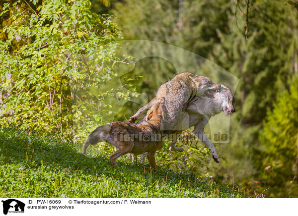 Eurasische Grauwlfe / eurasian greywolves / PW-16069