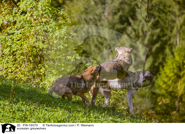 Eurasische Grauwlfe / eurasian greywolves / PW-16070