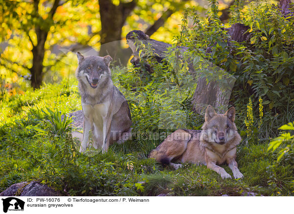 Eurasische Grauwlfe / eurasian greywolves / PW-16076