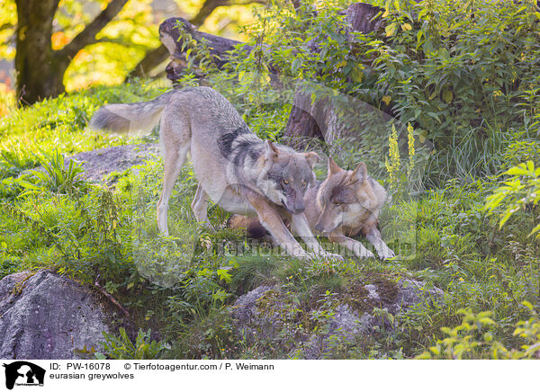 Eurasische Grauwlfe / eurasian greywolves / PW-16078