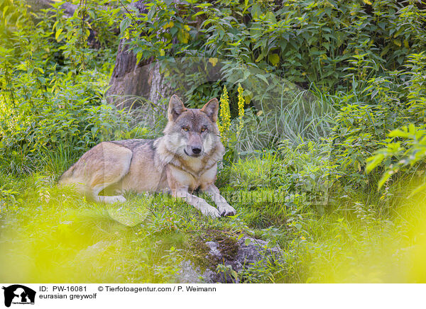 eurasian greywolf / PW-16081