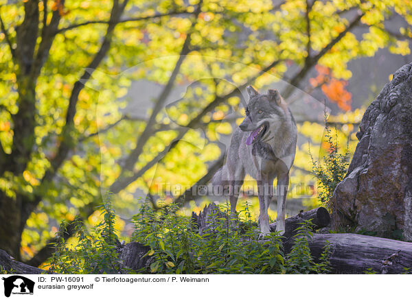 Eurasischer Grauwolf / eurasian greywolf / PW-16091