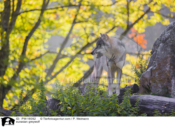 Eurasischer Grauwolf / eurasian greywolf / PW-16092
