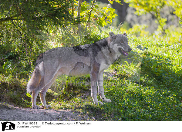 Eurasischer Grauwolf / eurasian greywolf / PW-16093