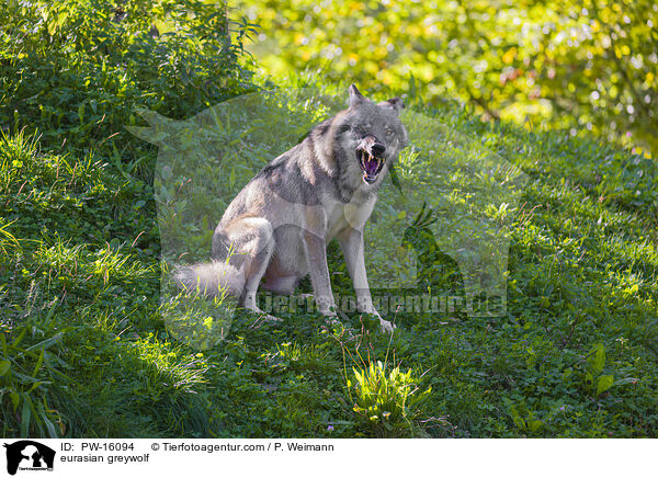 Eurasischer Grauwolf / eurasian greywolf / PW-16094