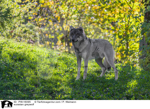 Eurasischer Grauwolf / eurasian greywolf / PW-16095