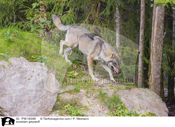 Eurasischer Grauwolf / eurasian greywolf / PW-16096