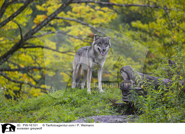 Eurasischer Grauwolf / eurasian greywolf / PW-16101